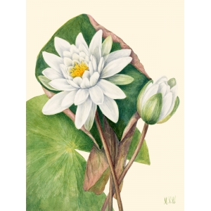 Botanical art print, canvas, poster. Mary Vaux Walcott, Waterlily