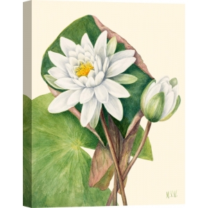 Botanical art print, canvas, poster. Mary Vaux Walcott, Waterlily