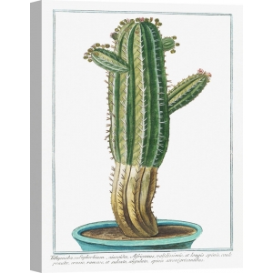 Botanik Poster. Giorgio Bonelli, Cactus Tithymalus