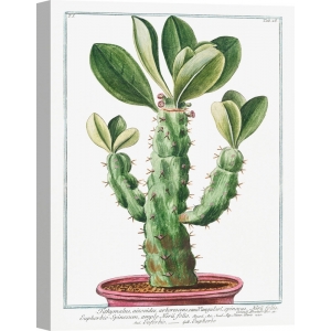 Botanik Poster. Giorgio Bonelli, Cactus Euphorbio-Spinosum