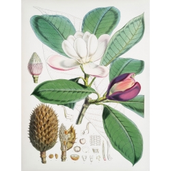 Stampa Botanica. Hood Fitch, Magnolia, 1855