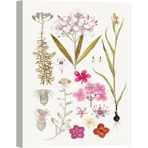 Botanical art print, canvas, poster. Hand drawn pink flowers