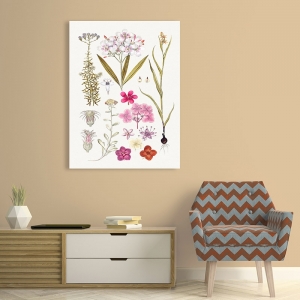 Cuadros botanicos en lienzo y poster. Flores rosas dibujadas a mano