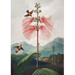 Botanical poster. Robert John Thornton, Plant from Temple of Flora