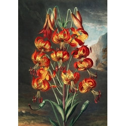 Botanical poster. Robert John Thornton, Lily from