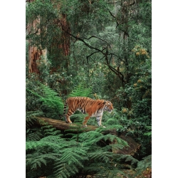 Cuadros en lienzo.  Pangea Images, Tigre en la selva