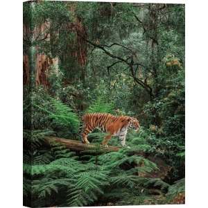 Tableau sur toile. Pangea Images, Tigre dans la jungle