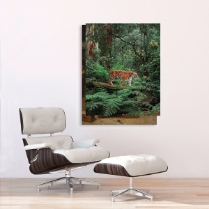 Tableau sur toile. Pangea Images, Tigre dans la jungle