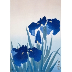 Japanische Kunst Bilder. Ohara Koson, Iris Blumen