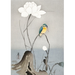 Japanese art print, poster. Ohara Koson, Kingfisher on Lotus Flower