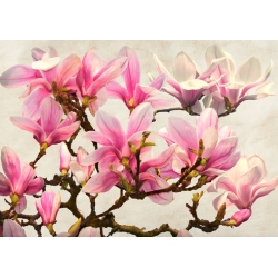 Tableau fleurs sur toile. Luca Villa, Branche de Magnolia, neutre