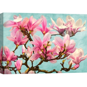Quadro, stampa su tela. Luca Villa, Ramo di Magnolia (turquoise)