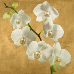 Flowers on canvas. Orchids on a Golden Background I