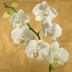 Leinwandbilder und Poster. Orchideen auf goldenem Hintergrund I