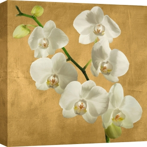 Cuadros en lienzo. Andrea Antinori, Orquídeas en fondo dorado I