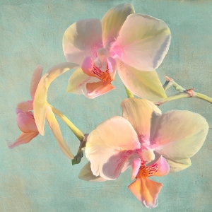 Cuadro flores modernos, orquídeas. Luca Villa, Jewel Orchids I