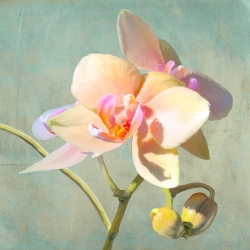 Blumenbilder auf Leinwand. Kunstdruck Luca Villa, Jewel Orchids II