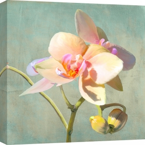 Wall art print and canvas. Luca Villa, Jewel Orchids II