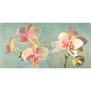 Quadro, stampa su tela con fiori. Luca Villa, Orchidee Preziose