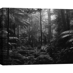 Cuadro foto en blanco y negro. Leopardo en la jungla