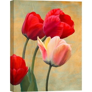 Wall art print and canvas. Luca Villa, Ruby Tulips