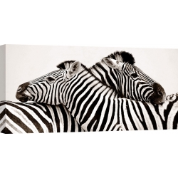 Wall art print and canvas. Zebras in love
