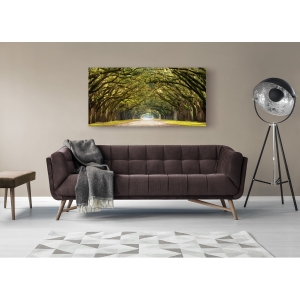 Wall art print and canvas. Path lined with oak trees