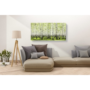 Wall art print and canvas. Birch forest in spring