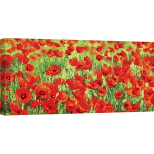 Tableau fleur sur toile. Silvia Mei, Champ de coquelicots