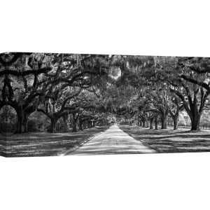 Leinwandbilder. Anonym, Allee mit Bäumen, South Carolina