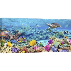 Cuadro animales, fotografía en canvas. Tortugas marinas y peces, Maldivas