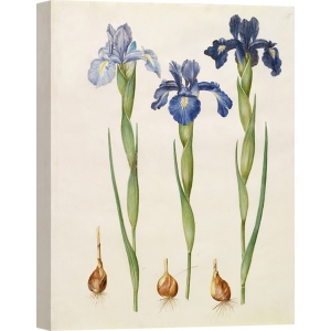 Leinwandbilder. Johannes S. Holtzbecher, Iris xiphioides