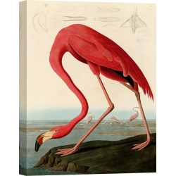 Wall art print and canvas. Audubon, American Red Flamingo