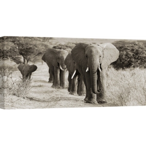 Leinwandbilder. Anonym, Herde afrikanischer Elefanten Kenia 