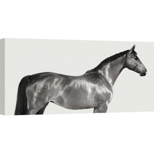 Quadro, stampa su tela. Pangea Images, Kingsman Cavalier, cavallo purosangue inglese