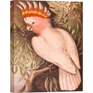 Leinwandbilder. James Whitley Sayer, Kakadu Papagei II