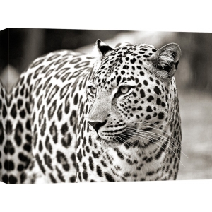 Quadro, stampa su tela. Ritratto di un leopardo, Sud Africa