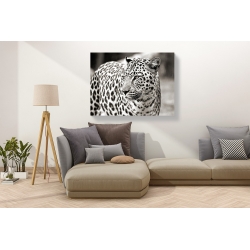 Wall art print and canvas. Portrait of leopard, South Africa