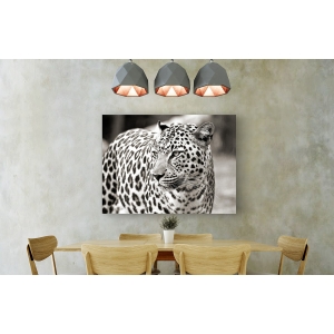 Cuadro animales, fotografía en canvas. Retrato de un leopardo
