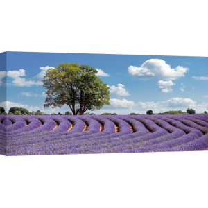 Wall art print and canvas. Pangea Images, Lavender Field in Provence, France