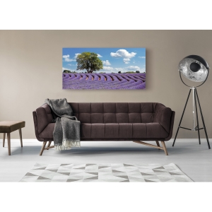 Wall art print and canvas. Pangea Images, Lavender Field in Provence, France