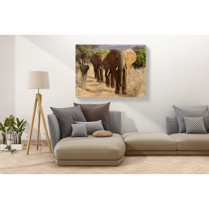 Quadro, stampa su tela. Mandria di elefanti africani, Kenya