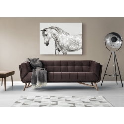 Wall art print and canvas. Pangea Images, Leia, Andalusian Pony