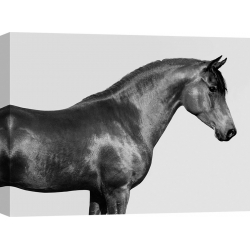 Quadro, stampa su tela. Pangea Images, Orpheus, cavallo purosangue arabo