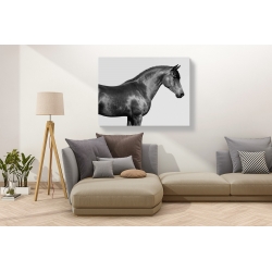 Wall art print and canvas. Pangea Images, Orpheus, Arab Horse