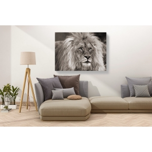 Leinwandbilder. Pangea Images, Afrikanischer Löwe