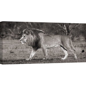 Wall art print and canvas. Pangea Images, Lion walking in African Savannah