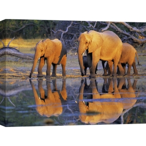 Leinwandbilder. Frank Krahmer, Afrikanische Elefanten, Botswana