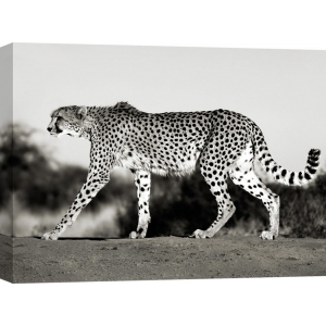 Leinwandbilder. Frank Krahmer, Gepard, Namibia, Afrika
