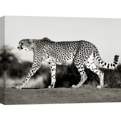 Wall art print and canvas. Krahmer, Cheetah, Namibia, Africa